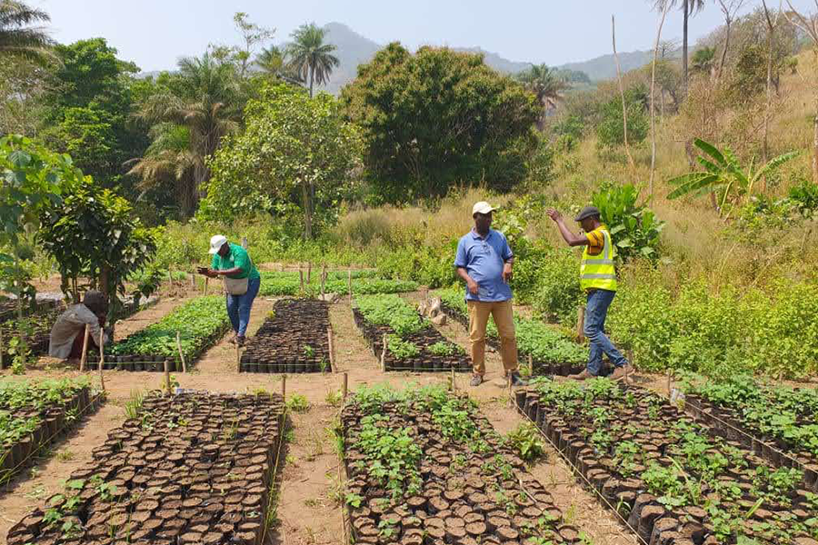 Guinea - Seedlings Growing small